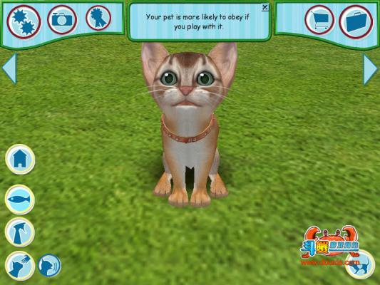 宠物猫2006游戏截图（1）